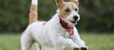 Small dog running through the grass