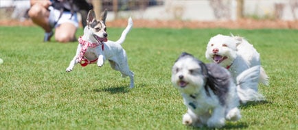 Dogs running and playing in the yard