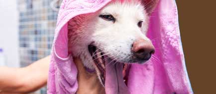 Dog getting dried after a bath