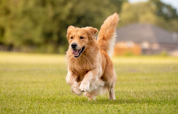 Golden retriever running through the grass