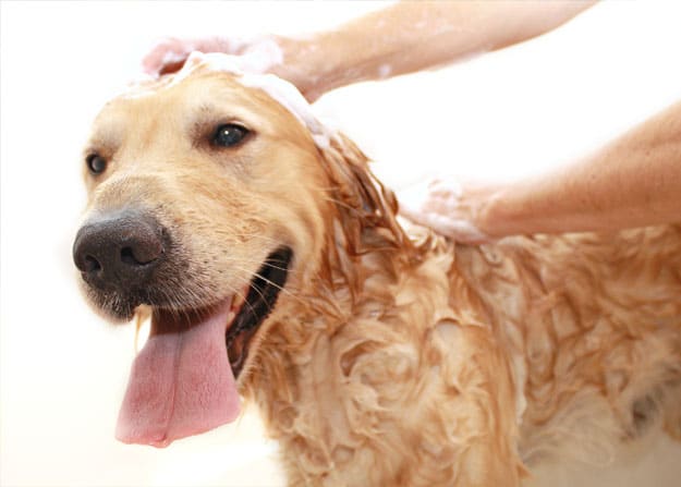 Golden retriever getting a bath