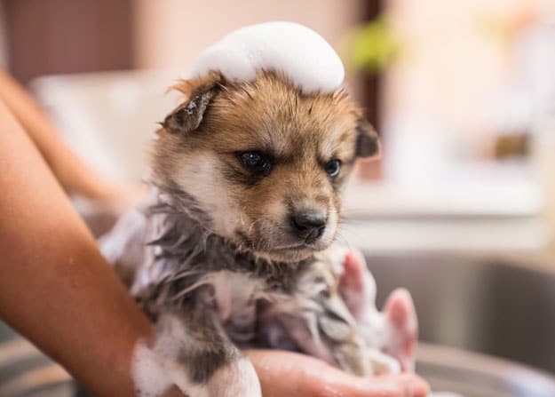 Puppy getting a bath