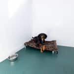 dog in a bed