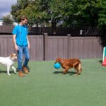 dogs playing
