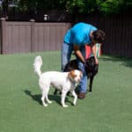 dogs playing