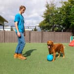dogs playing