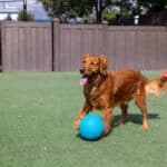 dogs playing