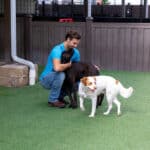 dogs playing