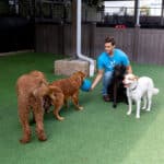 dogs playing