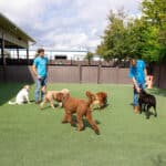 dogs playing
