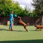 dogs playing