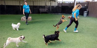 Small dogs running with the staff