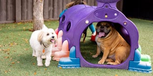 Dogs playing on playground equipment