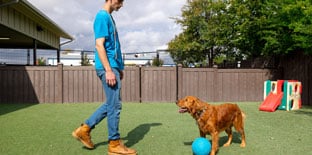 Starf playing with a Golden Retriever