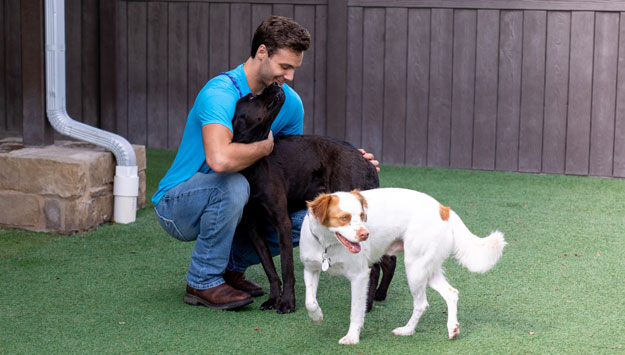 Staff giving a dog a hug