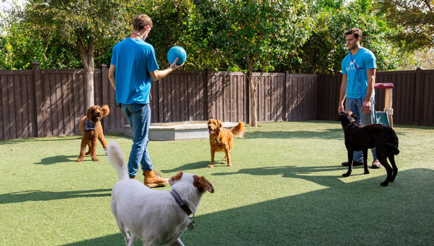 Staff playing with a group of dogs