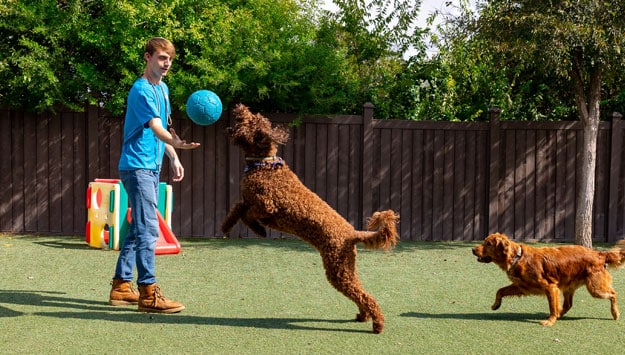 Dogs and staff playing with a blue ball