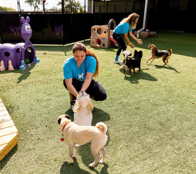 Staff playing with small dogs