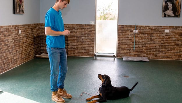 Training a dog