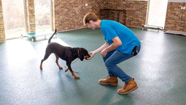 Training a dog